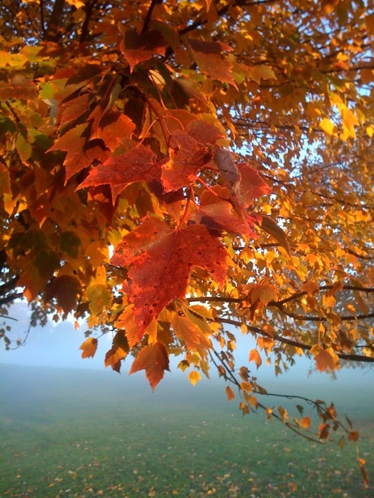 prospect park color