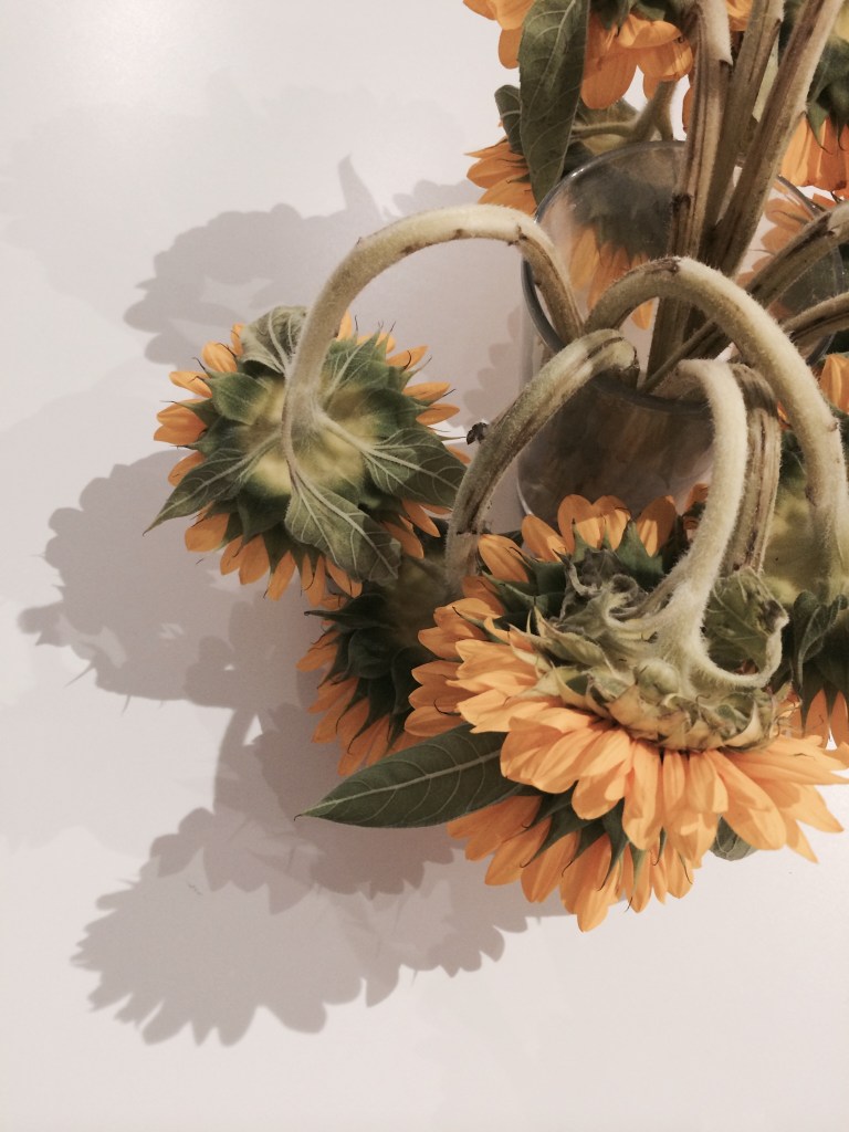 sunflowers and shadows